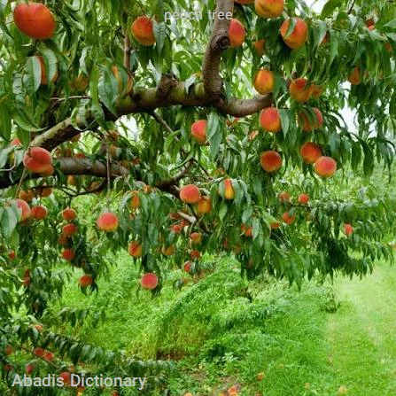 peach tree